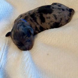 Boy 3 - Merle male Goldendoodle puppy in Gilbert, Arizona from Gilbert Az Doodles