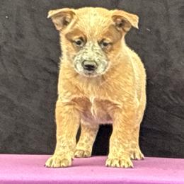 L66-06 - Red speckled male Australian Cattle Dog puppy in Sheridan, Oregon from 6pk Cattledogs