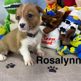Rosalynn - Red female Pembroke Welsh Corgi puppy in Apison, Tennessee from Ashmore Corgis