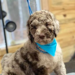 Aussiedoodles from Pine Mountain Puppies