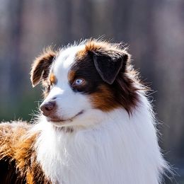 Remark - Miniature American Shepherd