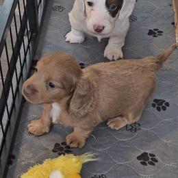 Charlie - Red male Dachshund puppy in Killen, Alabama from Catherine's Mini Dachshunds