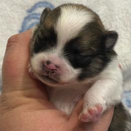 Mario - Orange parti male Pomeranian puppy in Summerville, Georgia from Pearly’s Pugs