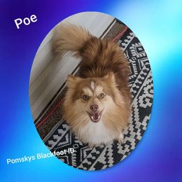 Poe - Pomsky