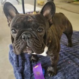 French Bulldogs from Cachet French Bulldogs