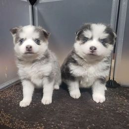 Pomskies from Spokane Pomskies