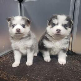 Pomskies from Spokane Pomskies