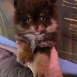 Pixie pup 3 BABY BEAR - Chocolate and tan male Pomeranian puppy in Carrollton, Georgia from B AND R'S POMERANIAN'S