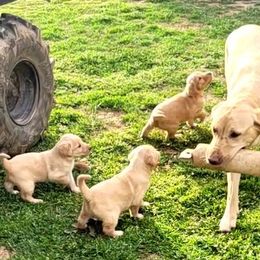 MacIntosh - Labrador Retriever
