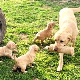MacIntosh - Labrador Retriever