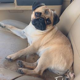 Daisy - Pug