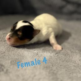 Female 4 - Parti female Yorkshire Terrier puppy in Fredericksburg, Virginia from VA Exclusive Yorkies