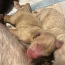 Boy 3 - Apricot male Goldendoodle puppy in Kansas City, Missouri from Beary GoldenDoodles