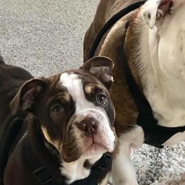 French Bulldogs from Diamond In The Ruff