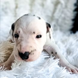 Kaa - White and black female Dalmatian puppy in Gray, Georgia from Fuller Spots