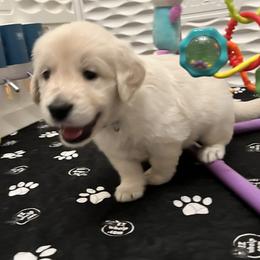 Teal collar - Light golden female Golden Retriever puppy in Ingleside, Texas from Sweetbay Goldens
