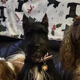 Violet - Miniature Schnauzer