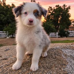 Cubone - Blue merle male Australian Shepherd puppy in Riverside, California from Aus Cal (Aussies of soCal)