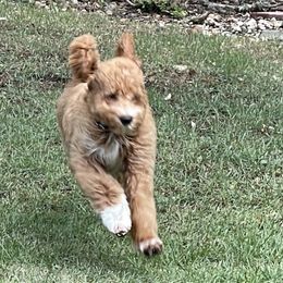 Bernedoodle, Goldendoodle, and Poodle Puppies from Poodle and Doodle Haven