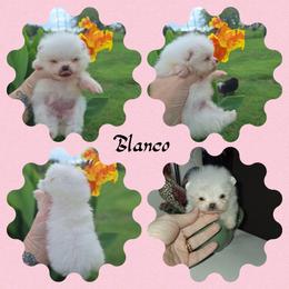 Blanco - White female Pomeranian puppy in Oologah, Oklahoma from GG's Pomeranians