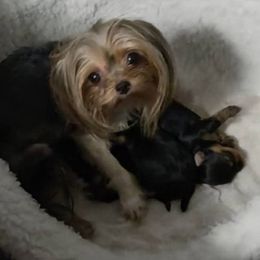 Kissy - Yorkshire Terrier