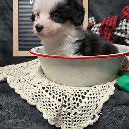 3 white collar girl - Black and tan female Pembroke Welsh Corgi puppy in Harrisburg, Illinois from Parish Corgis