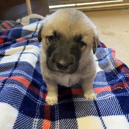 Anatolian Shepherd Dogs and Scottish Terriers from Lee Valley Scotties