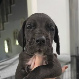 Alaric - Black male Great Dane puppy in Longview, Texas from Lazy A Danes