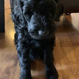 Bernedoodle and Goldendoodle Puppies from Doodles of the Desert