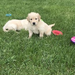 CiCi - Yellow - Golden Golden Retriever puppy in Webster City, Iowa from Whispering Pines Precious Puppies