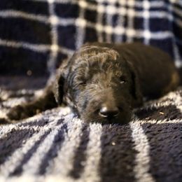 Winston - Silver male Poodle puppy in Meadowbrook, California from Standard Poodle Pups