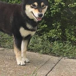 Paisley - Shiba Inu