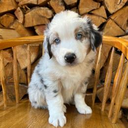 Bandit - Blue merle male Australian Shepherd puppy in Hillsboro, Oregon from A&D Australian Shepherds