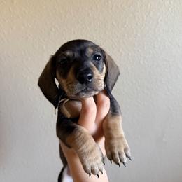Cooper Tino (white) - Wild boar male Dachshund puppy in Modesto, California from Once Upon a Mini Dachshund