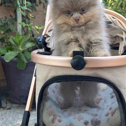 Bruno Jr - Lavender male Pomeranian puppy in Stockton, California from lunas_poms