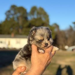 True Blue Merle and Tan - Blue merle female Pomeranian puppy in Scottsburg, Virginia from Summer Set Poms
