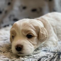 Cavachon Puppies from Brooke Erhard