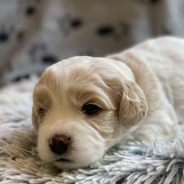 Cavachon Puppies from Brooke Erhard