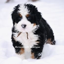 Chestnut - brown boy - Tri-color male Bernedoodle puppy in Waukesha, Wisconsin from Bernedoodle Boutique (and Cavapoos)