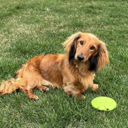 Dachshund Puppies from Aster Creek Kennel