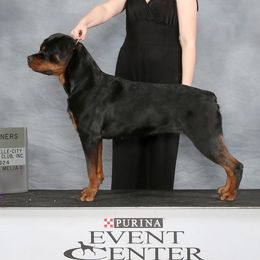 Jovi - Rottweiler