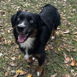 Emma - Miniature Australian Shepherd