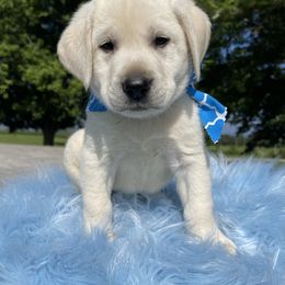 Jagger - Yellow Labrador Retriever puppy in Harrison, Arkansas from Brandywine Labradors