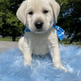 Jagger - Yellow Labrador Retriever puppy in Harrison, Arkansas from Brandywine Labradors