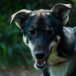 Pele - Alaskan Husky