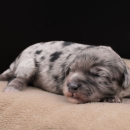 Hagrid - Blue male Havapoo puppy in Hendersonville, North Carolina from Grayfinn House