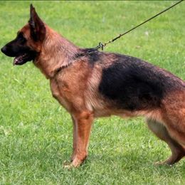 German Shepherd Puppies from Von Rechtschaffenheit School of Dog Training