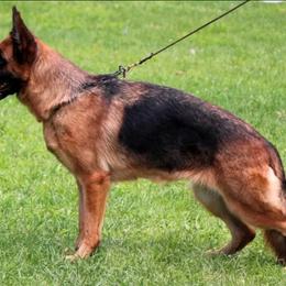 German Shepherd Puppies from Von Rechtschaffenheit School of Dog Training