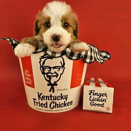The Colonel - Yellow and white male Bernedoodle puppy in Mckinney, Texas from M2 Bernedoodles