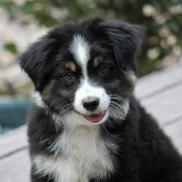 Border Collie, English Setter, and Miniature American Shepherd Puppies from First Harmony Farms